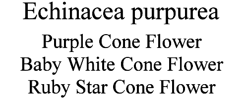 Echinacea purpure Purple Cone Flower, Baby White Cone Flower and Ruby Star Cone Flower