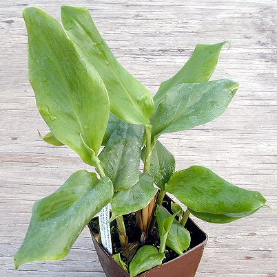 Eletarria cardomomum Organic Green Cardamom Plant