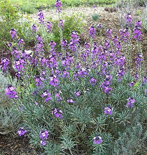 Bowle's Mauve Wallflower in full bloom.