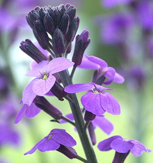 Flower of Bowle's Mauve close up.