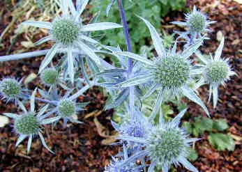 Sea Holly Flowers
