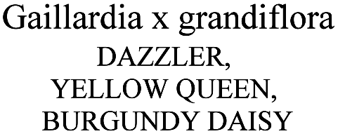 Gaillardia Burgundy, Dazzler and Yellow Queen