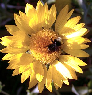 Yellow Queen Gaillardia