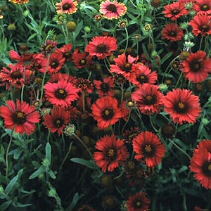 Burgundy Gaillardia