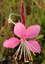 Pink Gaura Flower Close Up