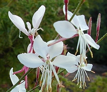 Close up of White Gaura Flowers