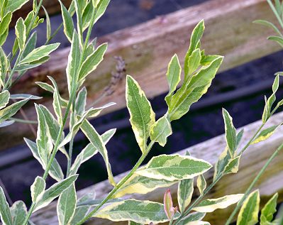 Variegated Gaura