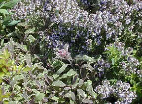 Italian Oregano Thyme and Tricolor Sage 