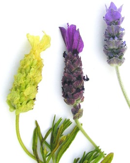 Lavenders Yellow, Spanish and French
