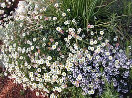 Italian Oregano Thyme and Santa Barbara Daisy