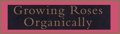 Growing Roses Organically