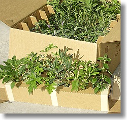 Herb Garden Assortment Box