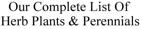 Our Complete List of Certified Organic Herb Plants and Perennials