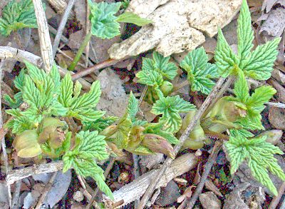 Hops plants emerging in the spring.
