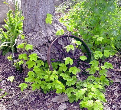 Golden hops turning from golden to green in early summer.