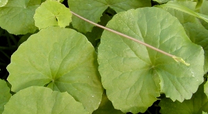 Gotu Kola leaves