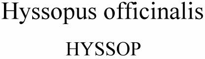 Hyssopus officinalis Hyssop