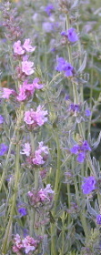 Pink and Blue Hyssop Flowers