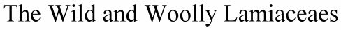 The Wild and Woolly Lamiaceaes