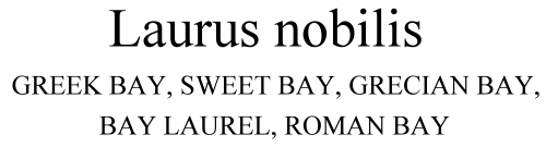Laurus nobilis Greek Bay, Sweet Bay, Grecian Bay, Bay Laurel , Roman Bay