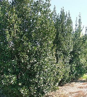 In warm climates Greek Bay makes a splendid year round privacy hedge.