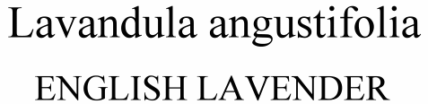 Lavandula angustifolia English Lavender