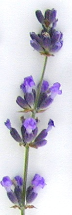 Munstead Lavender Flower Wand
