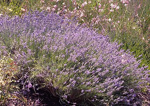 Munstead Lavender in full bloom.