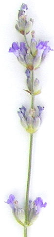Close up of Lavender Vera Flower Wand