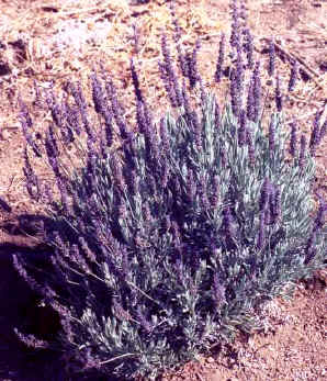 Silver Sweet Lavender Blooming in the Garden