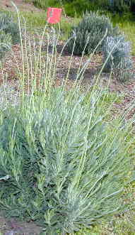 Young Sweet Lavender Bush 2000
