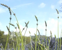 Sweet Lavender Flower Wands reaching the sky