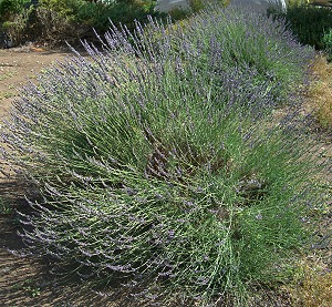Grosso Lavender on a hot, dry day.