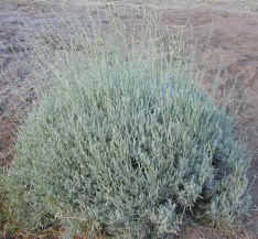 Woolly Lavender Bush