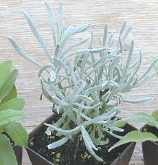 Lavandula lanata Woolly Lavender