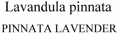 Lavandula pinnata Pinnata Lavender
