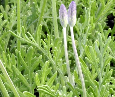 Pinnata Lavender leaves.
