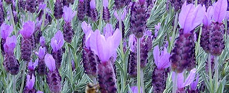 Spanish Lavender's rabbit ears