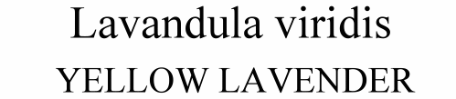 Lavandula viridis Yellow Lavender