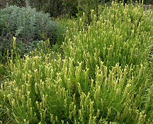Yellow Lavender plants naturalized in the field.