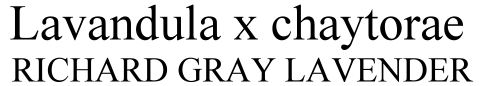 Lavandula x chaytorae Richard Gray Lavender