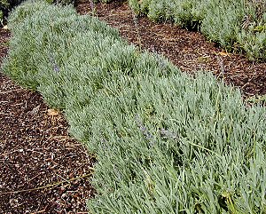 Abrialii Lavender in a row