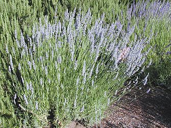 Dutch Mill and Grosso Lavender