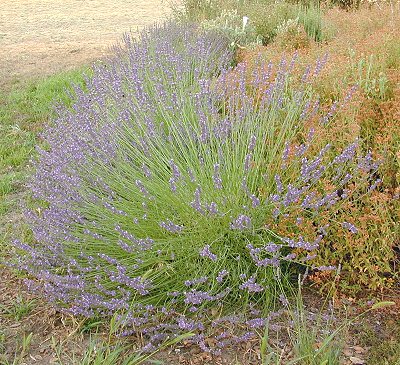 This picture of Grosso Lavender takes a few extra seconds to load. But, it shows how beautiful these plants are.