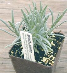 Grosso Lavender ready for shipping