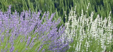 Purple Grosso with White Grosso in full bloom