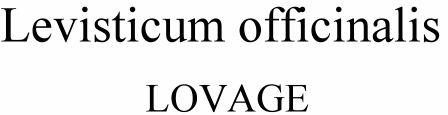 Levisticum officinalis Lovage