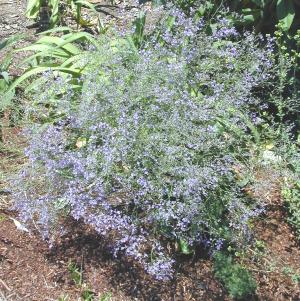 Limonium latifolium Sea Lavender Limonium latifolium Sea Lavender