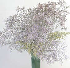 Dried Spray of Sea Lavender