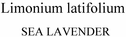 Limonium latifolium Sea Lavender